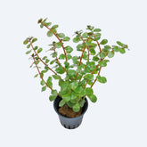 Potted plant with green leaves on a white background