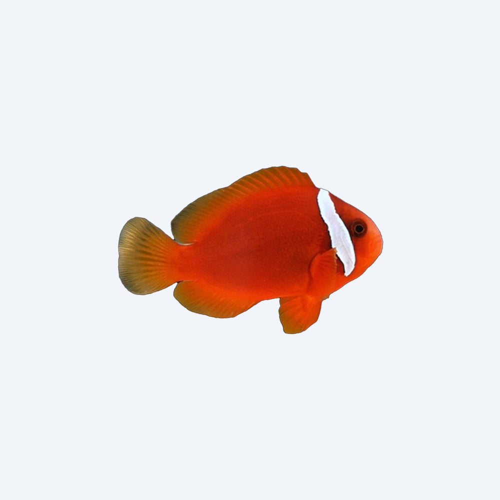 Red tomato clownfish with a white stripe on a light gray background