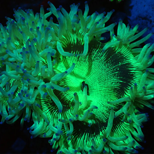 Green elegance coral with blue tip close up shot
