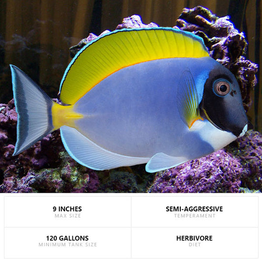 Powder Blue Tang – (Acanthurus Leucosternon)